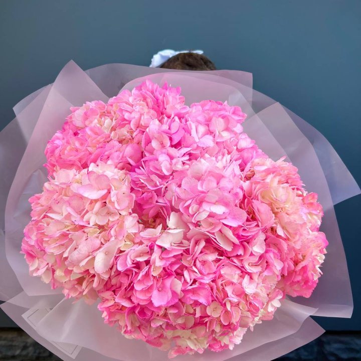 9 ярко розовых гортензий в Нижнем Тагиле