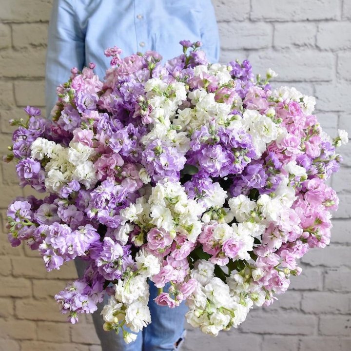 Облако маттиол в Нижнем Тагиле