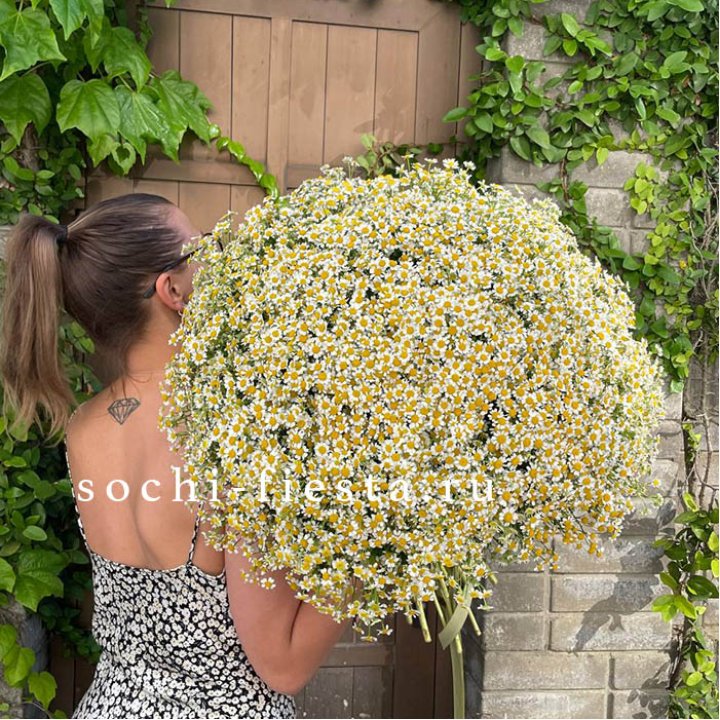 101 ромашка в Нижнем Тагиле