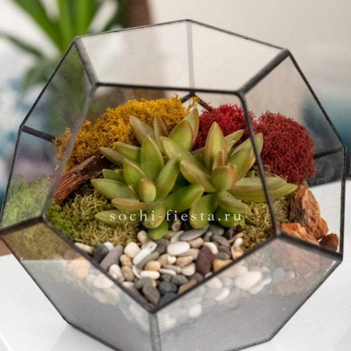 Флорариум “Додекаэдр” с суккулентом Седум в Нижнем Тагиле