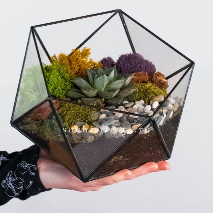 Флорариум “Икосаэдр” с суккулентом Каменная Роза в Нижнем Тагиле