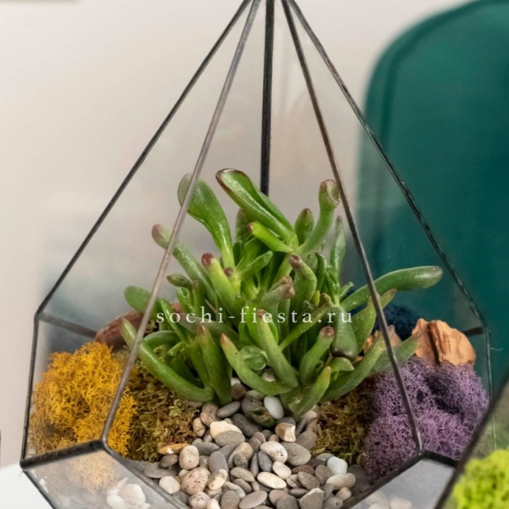 Флорариум “Капля” с суккулентом Крассула Хоббит в Нижнем Тагиле
