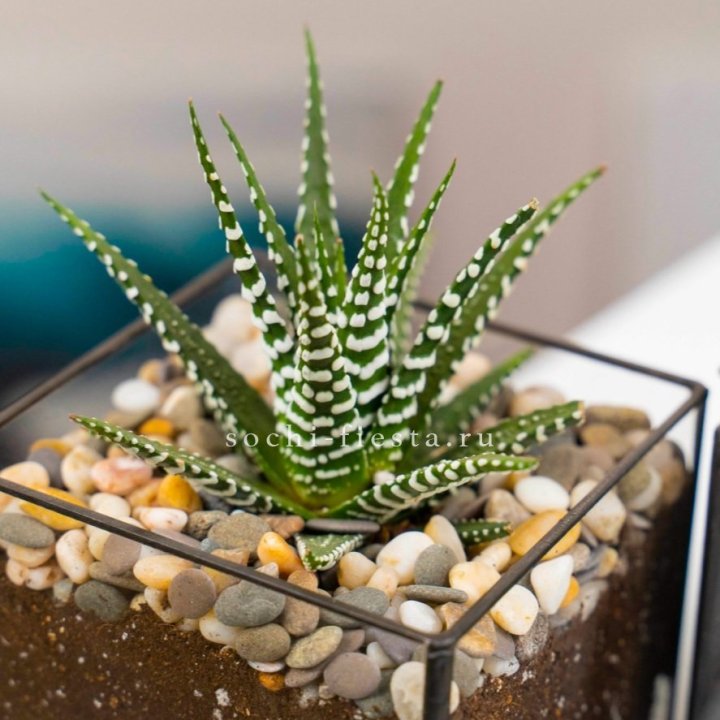 Флорариум Кубик с суккулентом Хавортия в Нижнем Тагиле