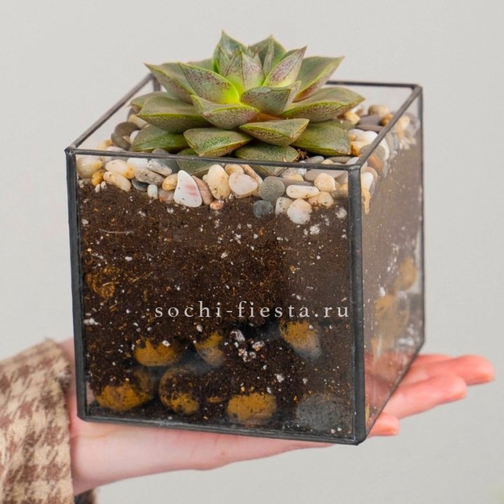 Флорариум Кубик с суккулентом Каменная роза в Нижнем Тагиле