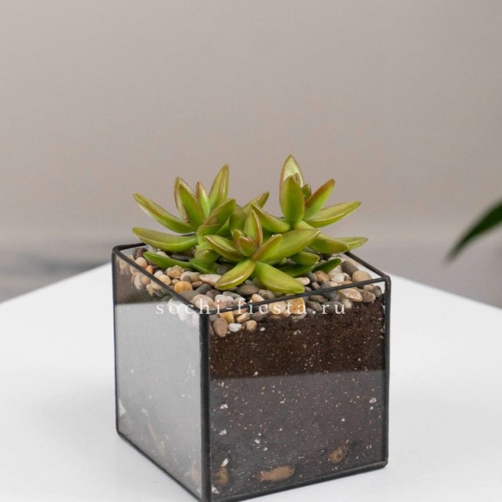Флорариум Кубик с суккулентом Седум в Нижнем Тагиле