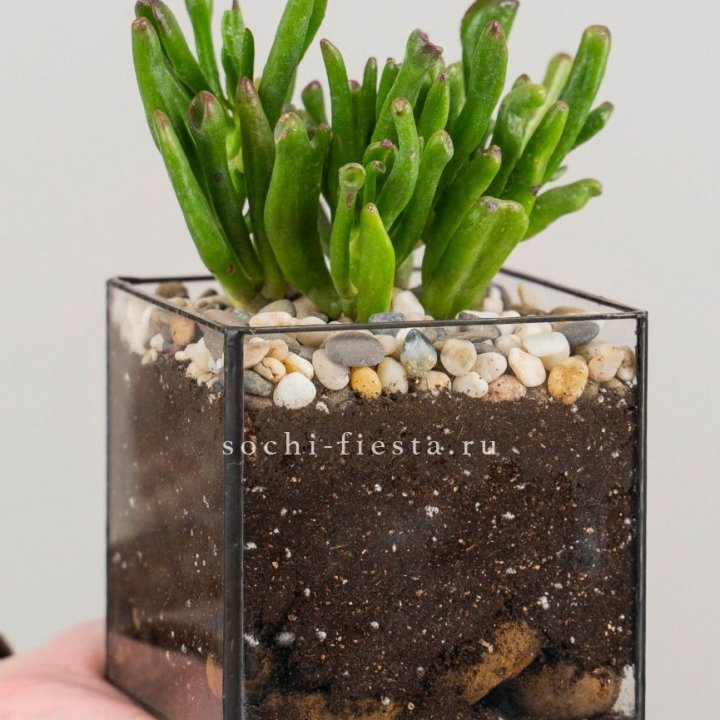Флорариум Кубик с суккулентом Хоббит в Нижнем Тагиле