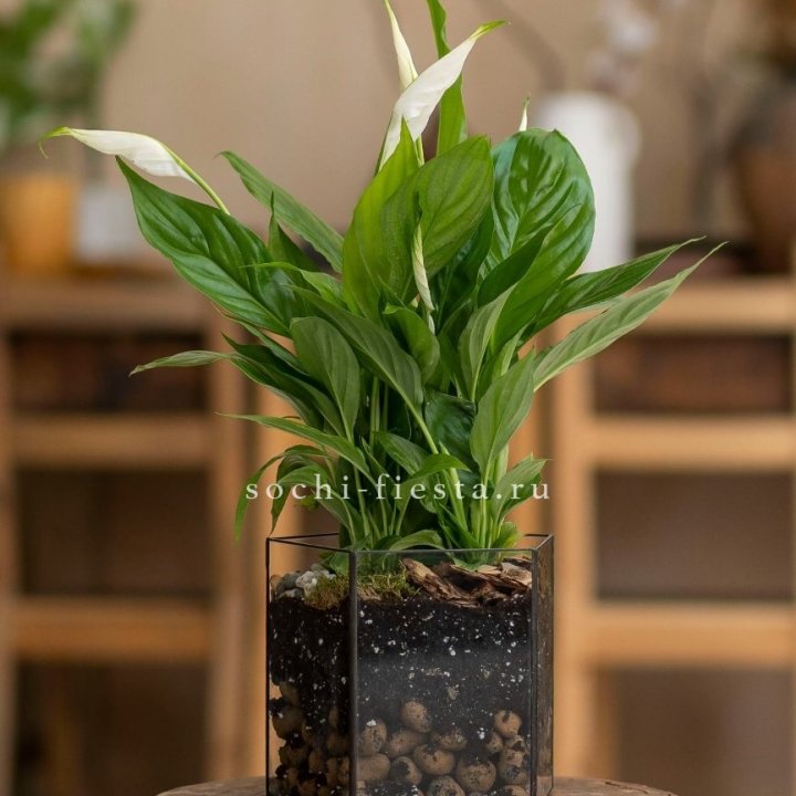 Спатифиллум в кашпо Пятиугольник в Нижнем Тагиле