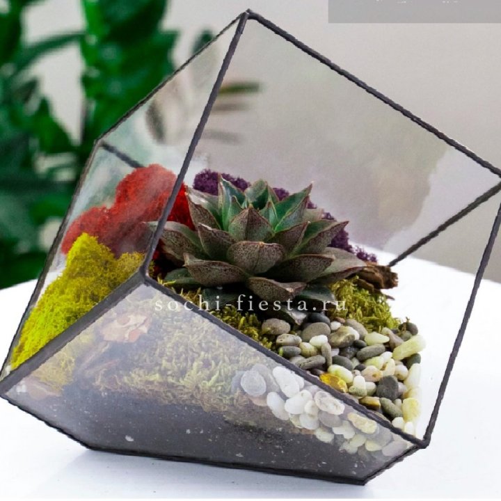 Флорариум Куб усеченный с суккулентом Каменная роза в Нижнем Тагиле