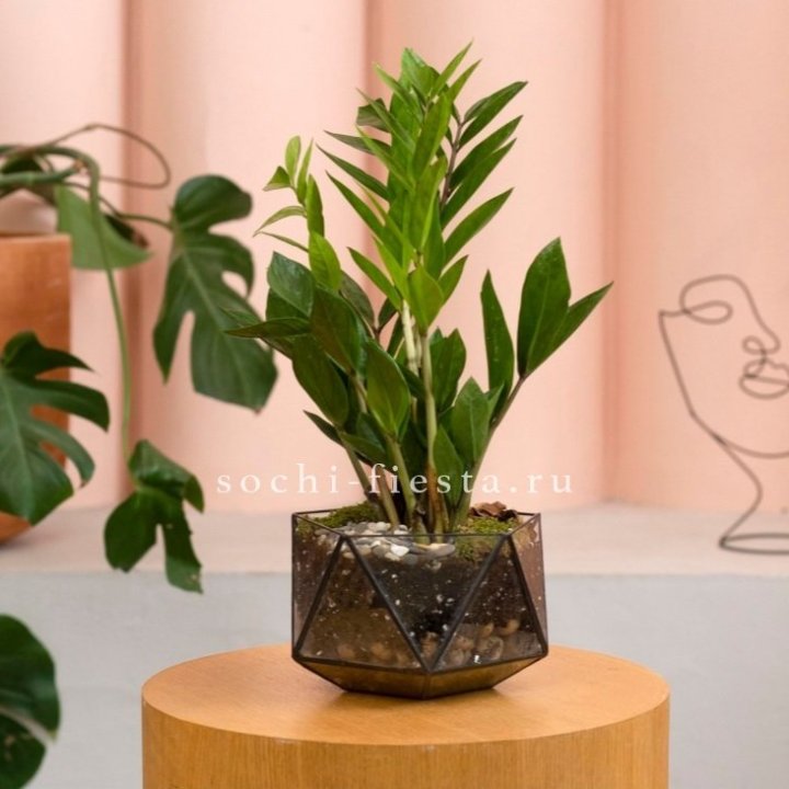 Замиокулькас в кашпо Икосаедр в Нижнем Тагиле