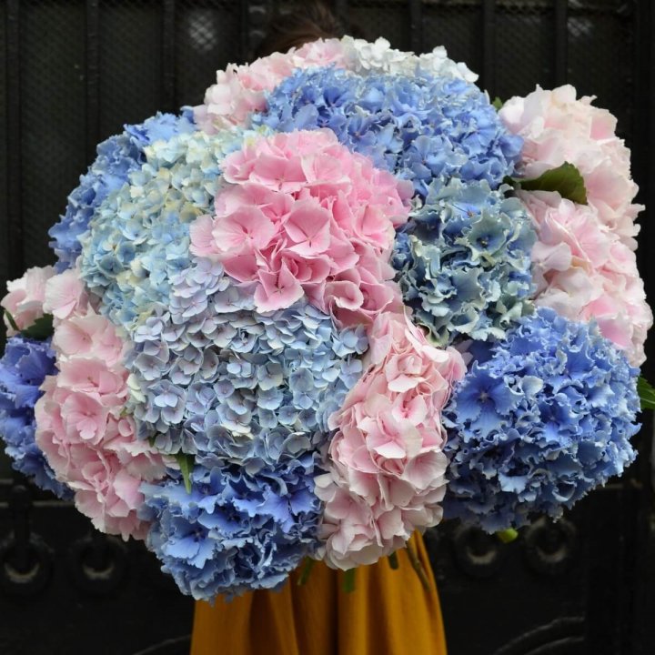 Букет гортензий "Фонтан" в Нижнем Тагиле