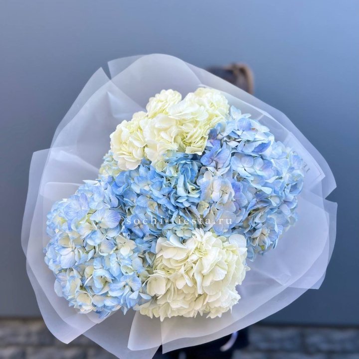 5 бело-голубых гортензий в Нижнем Тагиле
