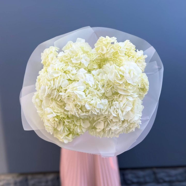 7 белых гортензий в Нижнем Тагиле