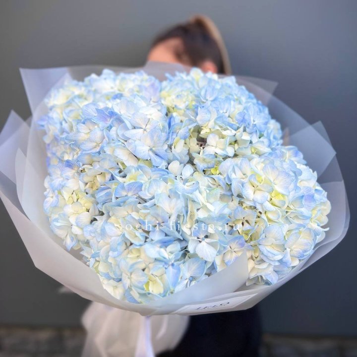 5 голубых гортензий в Нижнем Тагиле