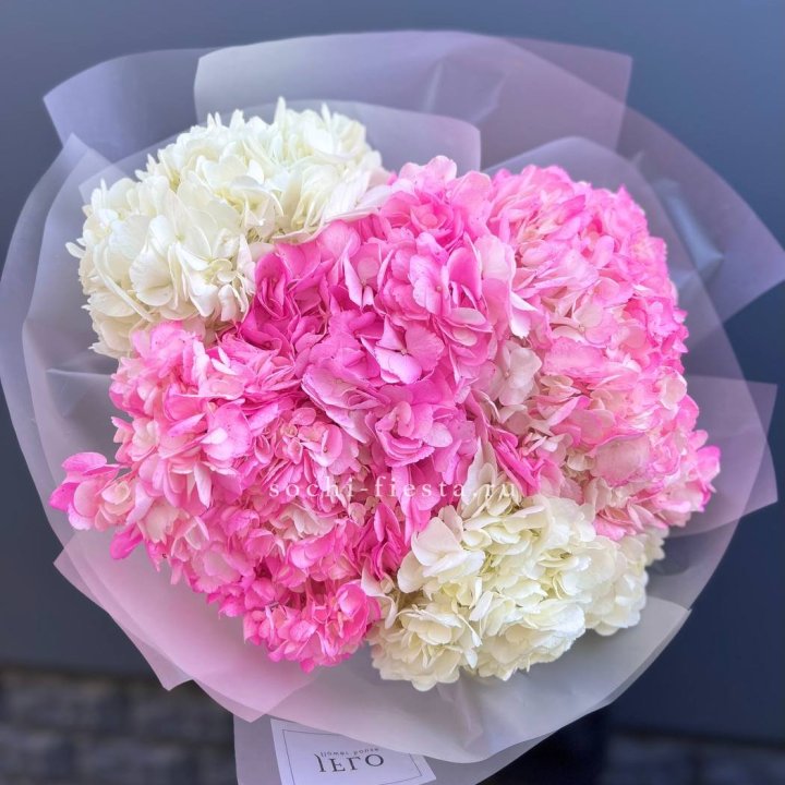 5 бело-розовых гортензий в Нижнем Тагиле