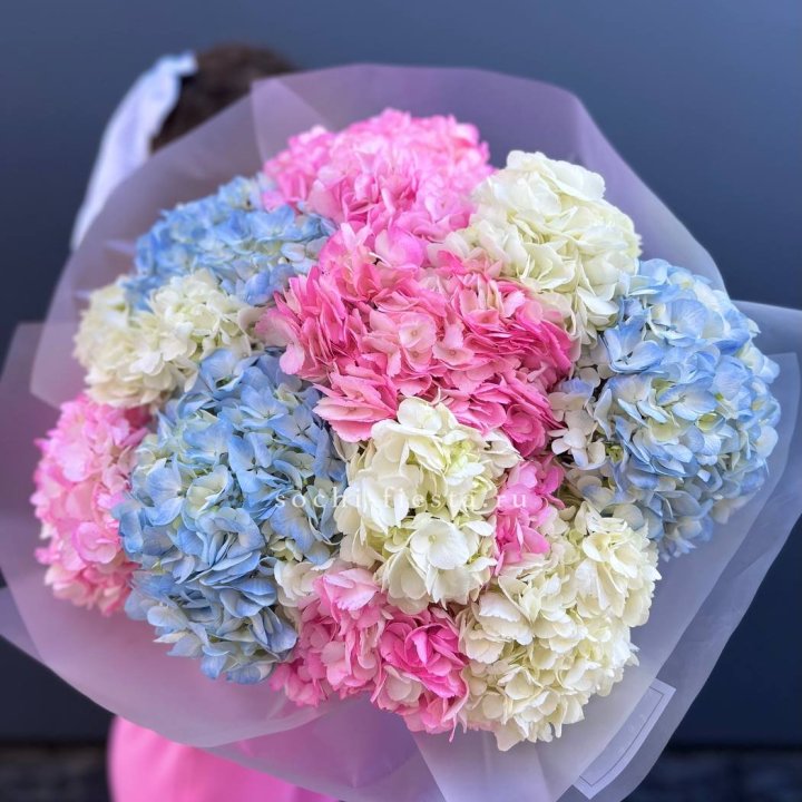11 гортензий микс в Нижнем Тагиле