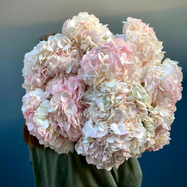 Охапка розовой гортензии в Нижнем Тагиле
