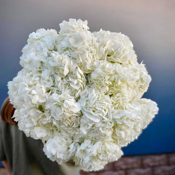 Охапка белой гортензии в Нижнем Тагиле