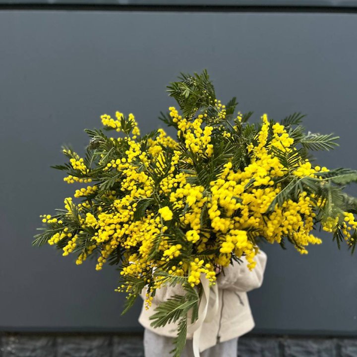 Охопка мимозы в Нижнем Тагиле