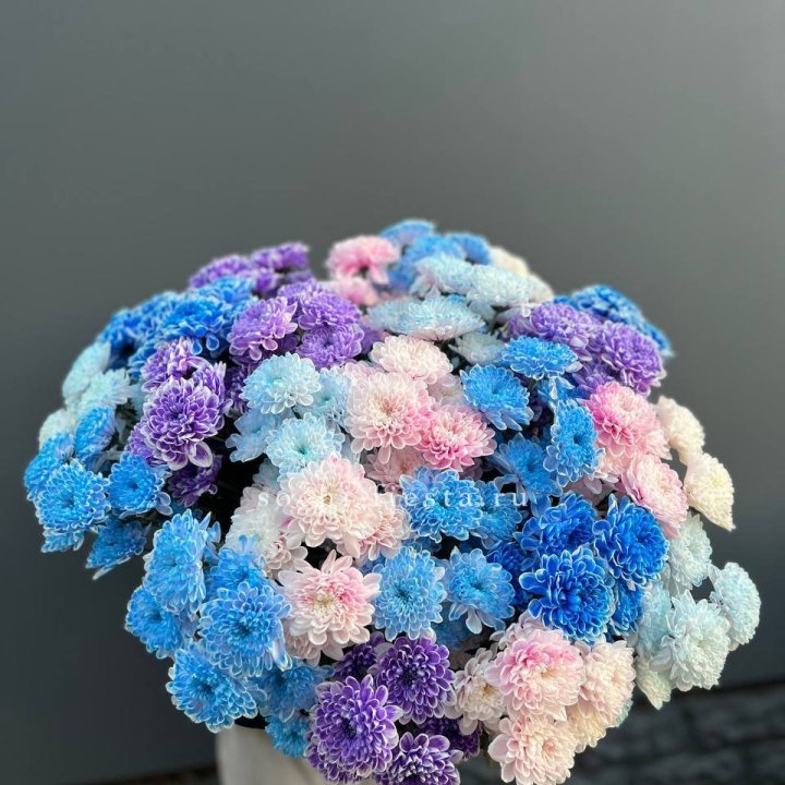 25 цветных хризантем в Нижнем Тагиле