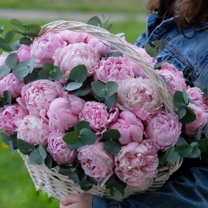 51 пион в корзине в Нижнем Тагиле