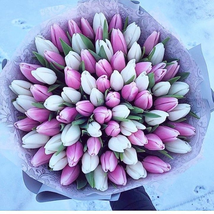 101 тюльпан "Лолипоп" в Нижнем Тагиле